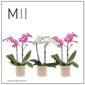 Phalaenopsis Multi Charming Mix 2 spike - 12cm in Atlanta Peach | Mimesis