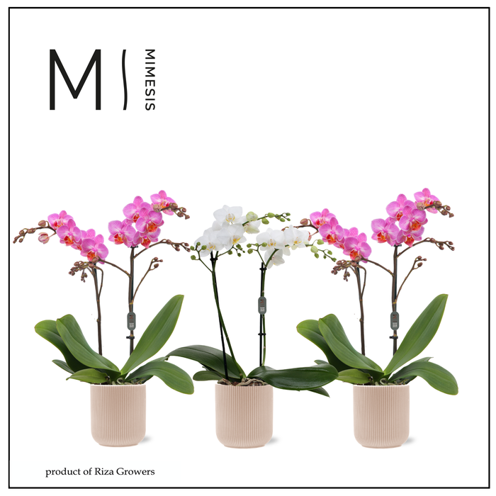 <h4>Phalaenopsis Multi Charming Mix 2 spike - 12cm in Atlanta Peach | Mimesis</h4>