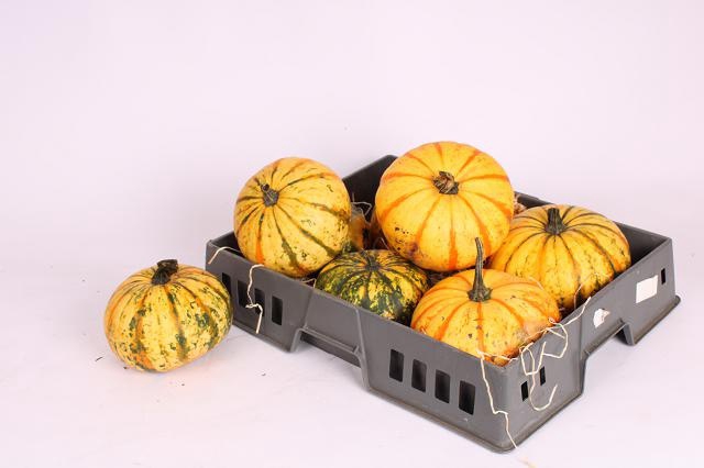 <h4>CUCURBITA OV</h4>