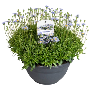 Felicia Felicitara Blue