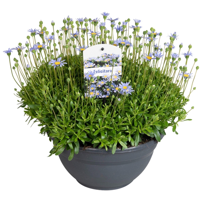 <h4>Felicia Felicitara Blue</h4>