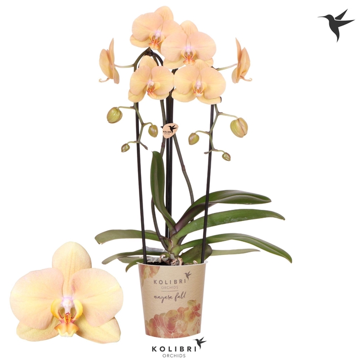 <h4>Kolibri Orchids Phalaenopsis Cascade Niagara Fall Golden River 2 spike</h4>