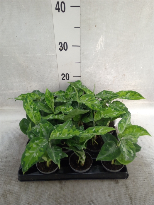 <h4>Aglaonema   ...</h4>