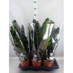 Zamioculcas zamiifolia 'Dowon'