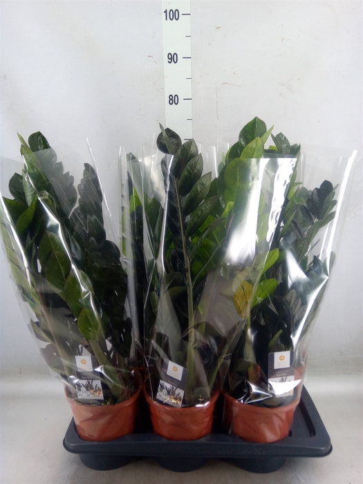 <h4>Zamioculcas zamiifolia 'Dowon'</h4>