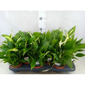 Spathiphyllum  'Chopin'