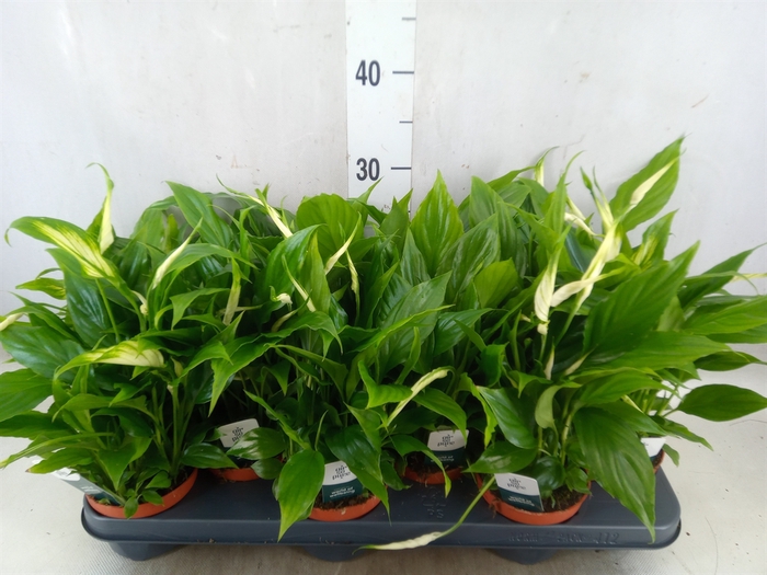 <h4>Spathiphyllum  'Chopin'</h4>