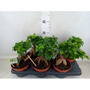 Ficus microcarpa 'Ginseng'