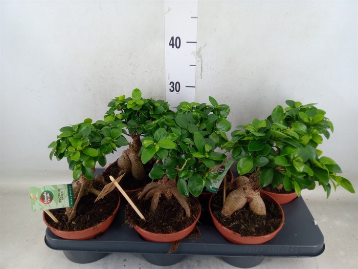 <h4>Ficus microcarpa 'Ginseng'</h4>