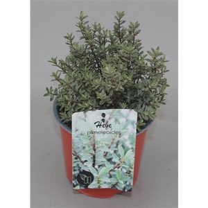 Hebe pimeleoides C1,5