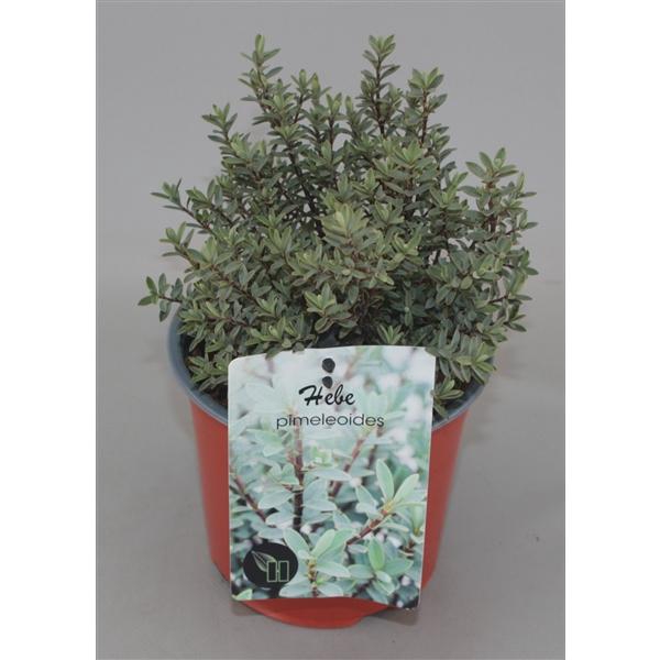 <h4>Hebe pimeleoides C1,5</h4>