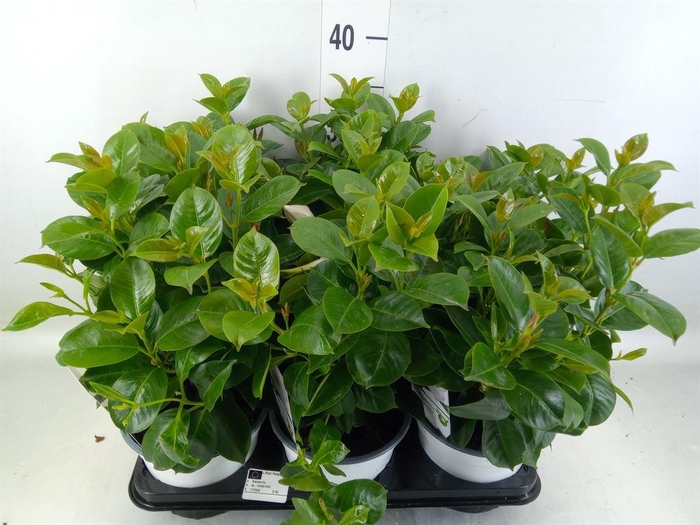 <h4>Mandevilla   ...</h4>