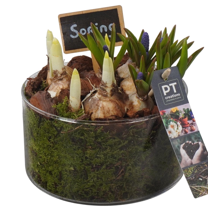 <h4>Arr. Tuinplanten L%</h4>