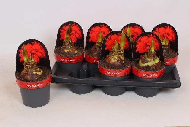 <h4>HIPP DG DOUBLE KING</h4>