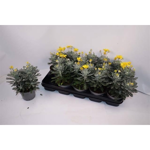 Euryops pectinantus Silver Star 12Ø 28cm