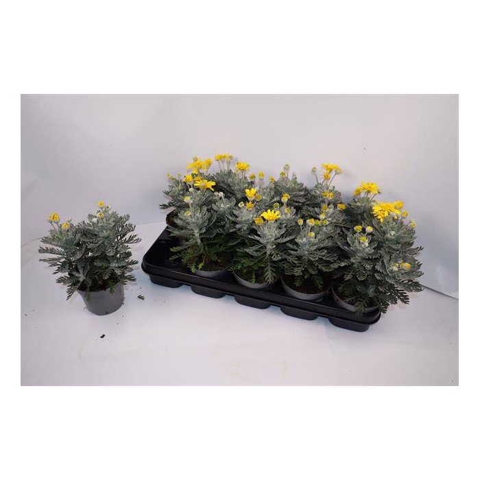 <h4>Euryops pectinantus Silver Star 12Ø 28cm</h4>