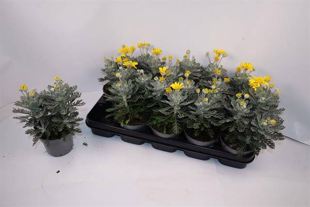 Euryops pectinantus Silver Star 12Ø 28cm
