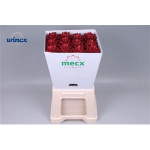 Echeveria Glitter Red (mecx Flowers) Mecx-emmer 8c