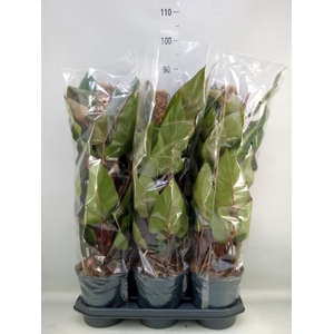 Philodendron  'Red Emerald'