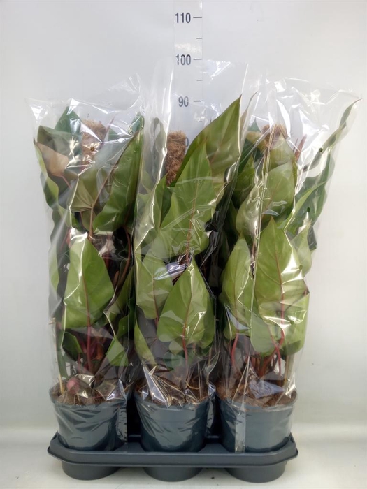 <h4>Philodendron  'Red Emerald'</h4>