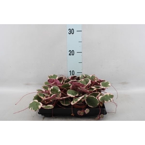 Saxifraga stol. 'Tricolor'