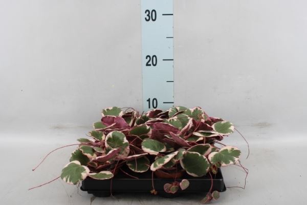 <h4>Saxifraga stol. 'Tricolor'</h4>