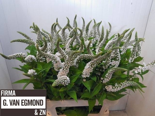 <h4>LYSIM CLETHROIDES</h4>