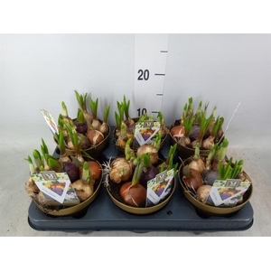 Bolbloemen   ...mix in pot