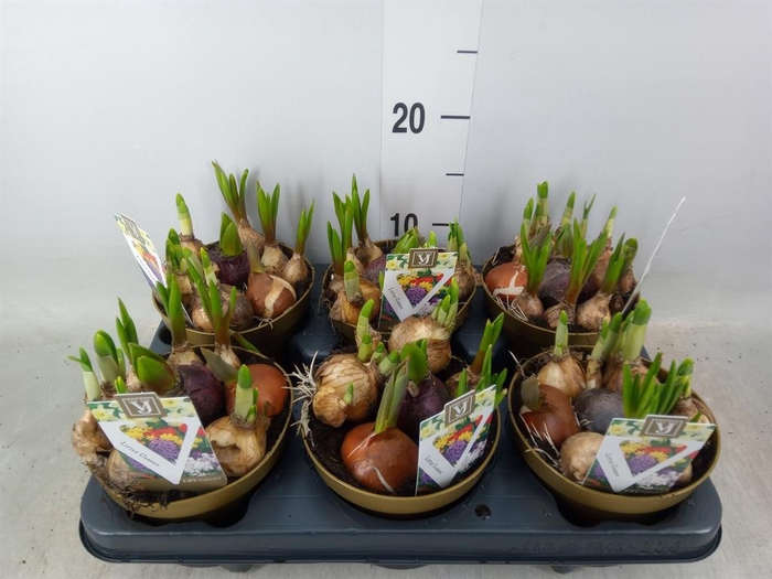 <h4>Bolbloemen   ...mix in pot</h4>