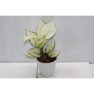 AGLAONEMA WHITE JOY P12