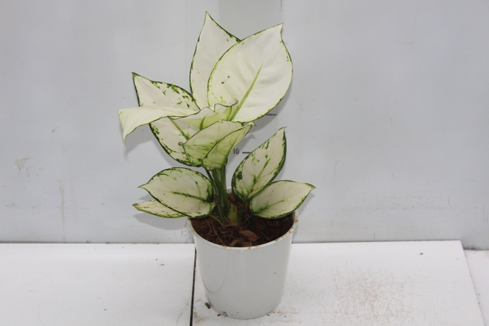 <h4>AGLAONEMA WHITE JOY P12</h4>