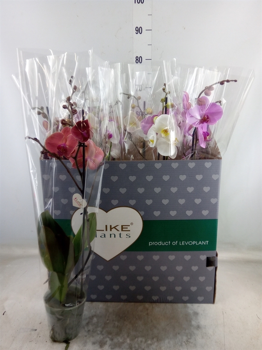 <h4>Phalaenopsis   ...mix</h4>