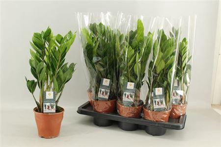 <h4>Zamio Zamiifolia 5+</h4>