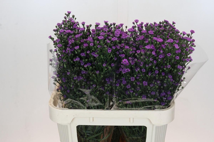 <h4>AST ASTEE M BABY PIN</h4>