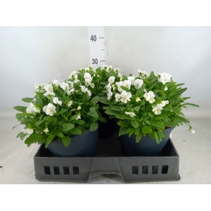 Viola corn. 'Evo Mini White'
