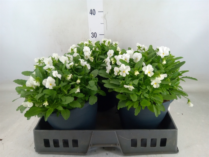 <h4>Viola corn. 'Evo Mini White'</h4>