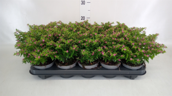 <h4>Cuphea hyssop.</h4>