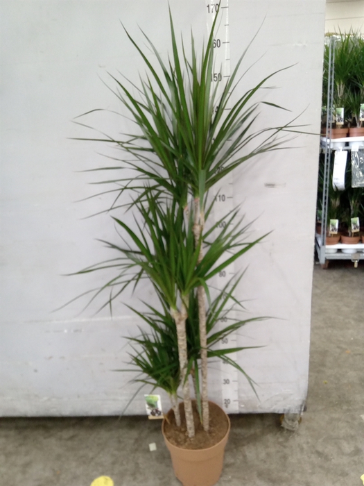 <h4>Dracaena marg.</h4>