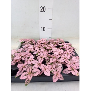 Hypoestes phyllo.   ...