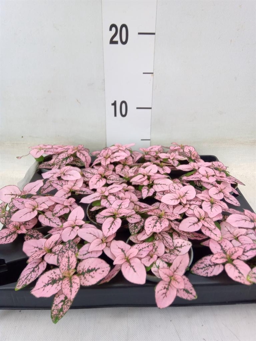 <h4>Hypoestes phyllo.   ...</h4>