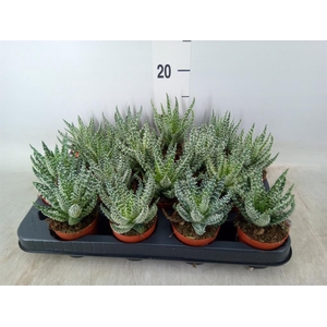 Aloe humilis