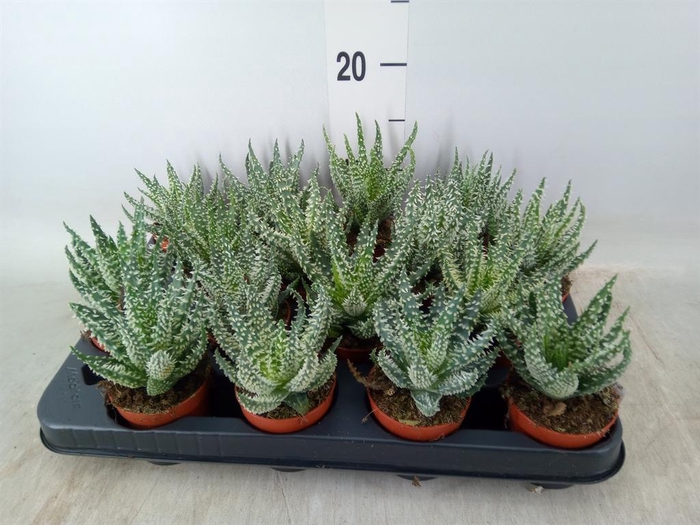 <h4>Aloe humilis</h4>
