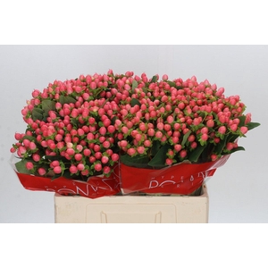 Hypericum Sweet Romance