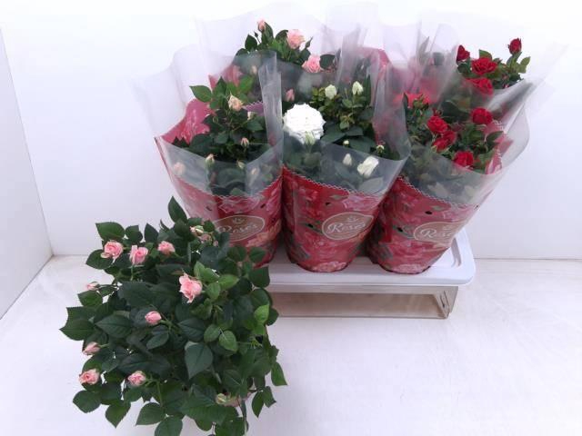 <h4>RO FAV RO GEM 4 SRT</h4>