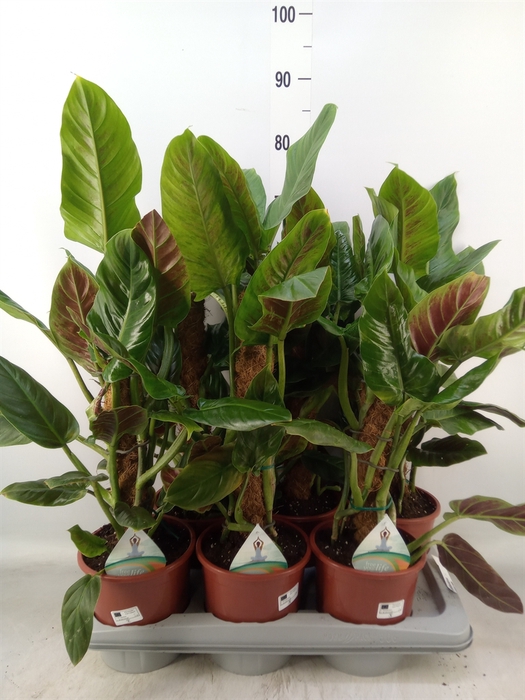 <h4>Philodendron   ...</h4>