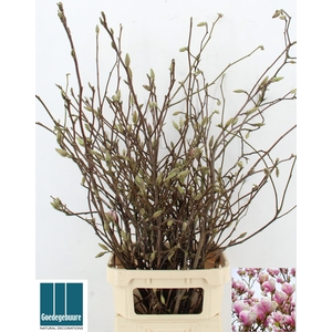 MAGNOLIA GRANDIFLORA