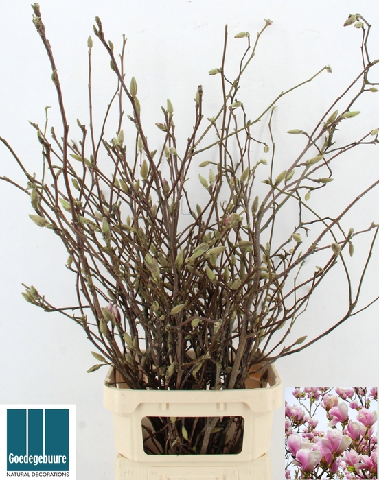 <h4>MAGNOLIA GRANDIFLORA</h4>