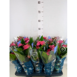 Anthurium andr. 'Pure Purple'