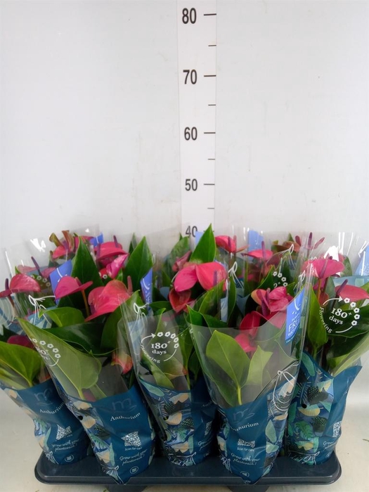 <h4>Anthurium andr. 'Pure Purple'</h4>