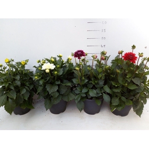 336 DM : P19 Dahlia mix kleuren 